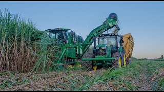 2020 Louisiana Sugar Cane Grinding Has Begun [upl. by Koeninger]