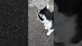 Super friendly kitler at Tescos [upl. by Ahslek978]