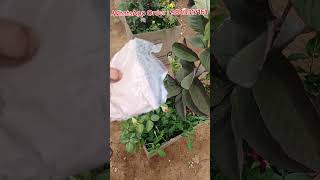 how do use dap and Rose mix powder a1 nursery garden [upl. by Nadaha]