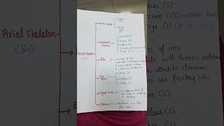 How to calculate Bones of axial skeleton with ear bones anatomy skeleton [upl. by Guidotti]