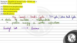 During the conversion of succinyl CoA to succinic acid a molecule of GTP is synthesised by 1 [upl. by Ifill761]