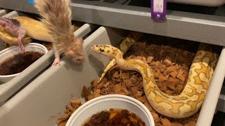 25 insane ball pythons eating live rats [upl. by Eneres]