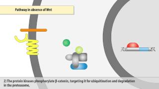 The Wntβcatenin signaling pathway [upl. by Alahcim]