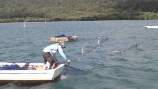 Moreton Bay Tunnel Netting [upl. by Doownyl598]