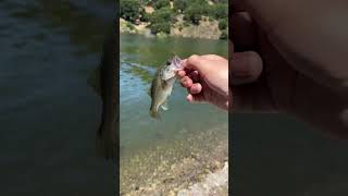 Baby bass release compilation fish bass outdoors [upl. by Eelinnej796]