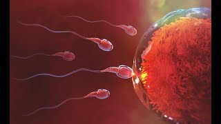 Human Fertilization 3D Animation  Human Reproduction For NEET amp AIIMS  Medical Educational Video [upl. by Lalage]