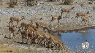 Grandes Documentales HD  🐘 África extrema Etosha El gran lugar blanco 🐘 [upl. by Risay]