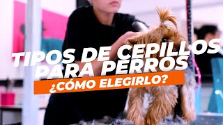 Tipos de Peines y Cepillos para Perros 🐶✂️ [upl. by Hctud]