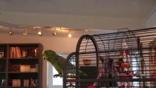 Best Amazing unbelievable Parrot singing opera [upl. by Aylad]