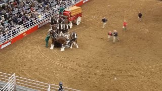 VIDEO  Budweisers Clydesdale Wagon gets tangled up horses fall during San Antonio rodeo [upl. by Bhatt697]