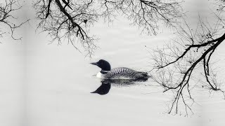 8 Hour Loon Call  Soothing Sounds For Relaxation [upl. by Saberio25]