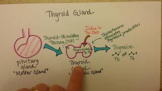 Thyroid Gland Function [upl. by Mcgurn310]