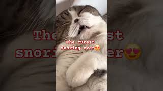 Cat snoring cuteecats cat [upl. by Jessy]