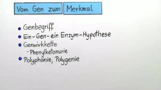 GENWIRKKETTE  VOM GEN ZUM MERKMAL  Biologie  Genetik und Entwicklungsbiologie [upl. by Doloritas]