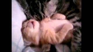 Top 10 Cutest Animal Videos [upl. by Modestine]