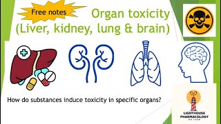 How toxicants induce toxicity in liver kidney lung amp brain Free notes Organ toxicology 2022 [upl. by Gitlow540]