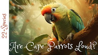 Do Cape Parrots Talk  parrotbliss parrot bird [upl. by Inotna]