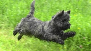 Керн терьер на прогулке Cairn Terrier on a walk [upl. by Atiseret]