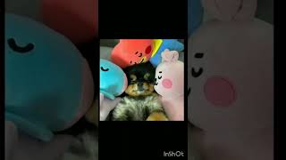 Happy Birthday Yeontan 🎂🧁🥳YeontanVBTS [upl. by Hugo]