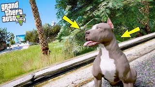 1 YAVRU PİTBULL 10 SOKAK KÖPEĞİNE KARŞI  GTA 5 PİTBULL MODU [upl. by Anitsahs441]