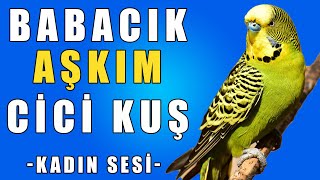 Babacık Aşkım Cicikuş Ses Kaydı  Muhabbet Kuşu Konuşturma Egzersizi [upl. by Griffis564]