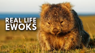 Wombats Look Like Real Life Ewoks [upl. by Custer]