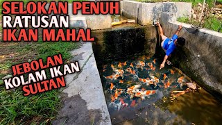 Temukan Ratusan Ikan Hias Mahal Jebolan Tampungan Tumpah Ke Selokan [upl. by Akirahc]