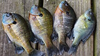 How to Catch Clean Cook Bluegill Awesome bluegill bait and bluegill recipe [upl. by Alleirbag]