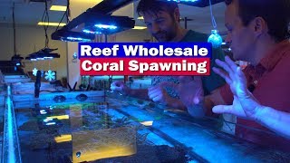 Coral Spawning in the Aquarium with Reef Wholesale [upl. by Lasonde929]