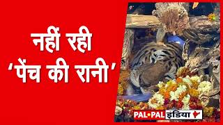 नही रही quot पेंच की रानीquot  Collerwali  The Super Mom  Pench ki Rani [upl. by Claribel]