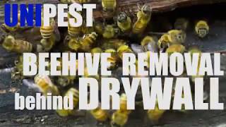 Emergency Beehive Removal from Drywall in Santa Clarita w Thermal Imager by Unipest Pest Control [upl. by Artek]