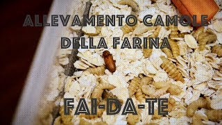 Allevamento di Camole della Farina FaiDaTe [upl. by Innob]