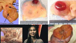 VET ENDO  Corpus Luteum CL Formation amp Regression  Student Output [upl. by Corder]