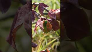 euphorbia bracteata nature naturephotography [upl. by Killion]