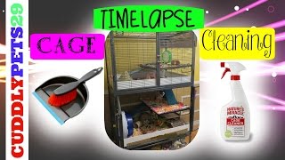 Degu Cage Cleaning TIMELAPSE [upl. by Garrick442]