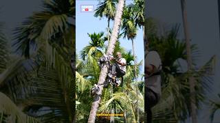 Coconut Tree Climbing Revolution shorts  Incredible Coconut Tree Climbing Machine [upl. by Ludovico721]