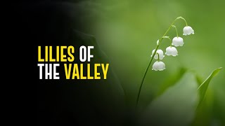 Lilies of the valley [upl. by Skelton]