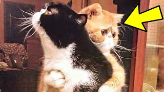 Cat Keeps Hugging Friend Before Being Put To Sleep Vet Turns Pale When Realizing Why [upl. by Sitnerp]