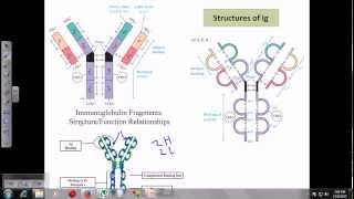 Immunoglobulins [upl. by Aissirac]