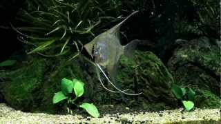 Pterophyllum Scalare Peru  Wild [upl. by Akenit913]