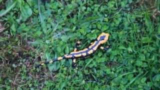 Feuersalamander im Harz  seltene und geschützte Tierart  Teil 2 Salamandra salamandra [upl. by Lamee]