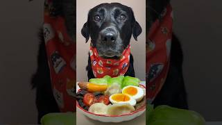 I ate a more vegetarian meal today Eating Broadcast Labrador DogDailyLife Dog Pet [upl. by Brandt]