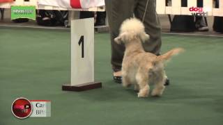 National Terrier 2017  Best Puppy in Show [upl. by Jessamine]