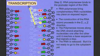 Protein Synthesis Stage 1 Transcription [upl. by Krista]