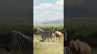 Why do zebras always bully other peoples cubs Close range of wild animals The confusing behavior [upl. by Mallin]