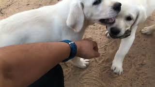 Labrador puppy dog funny playing with friends [upl. by Elene237]