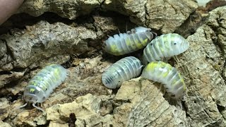 Armadillidium vulgare Isopod Care Guide [upl. by Alvy]