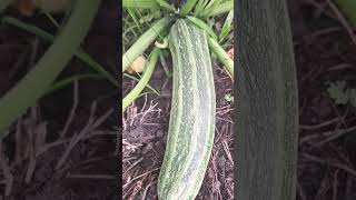 Zucchini plants updated2 after 3 days growthzucchini cocozelle varietygardenyoutubeshort [upl. by Astrea]