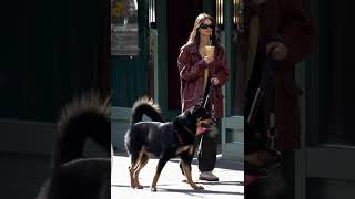 Emily Ratajkowski Walked Her Dog [upl. by Floridia]