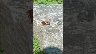 Cicada killer wasp Non aggressive [upl. by Jahdiel]